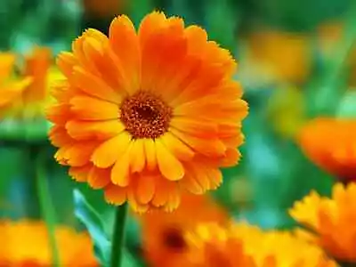 Calendula Seeds Hardy Flower Garden Plant A No Fuss Plants So Easy To Grow. X 35 • £0.75