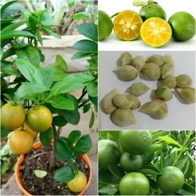  Lime Seeds Citrus Fresh Organic Kaffir Hystrix Ceylon Seeds Calamansi 50 Seeds • £8.75