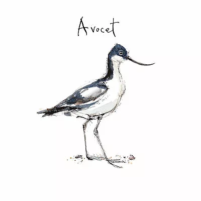 Madeleine Floyd - The Dawn Chorus - Avocet • £5.24