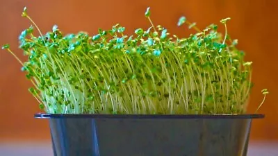 BROCCOLI Sprouting Microgreen Seeds Organic 10g (Approx. 3000+ Seeds)  • $6.49