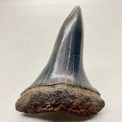 Uncommonly Offered 1.28  Fossil Extinct Serrated Mako Shark - I. Escheri-Holland • $79