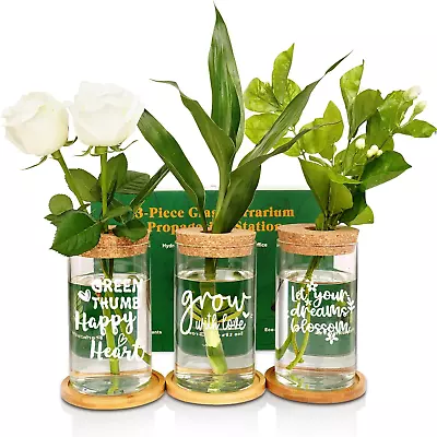 ANOITON Home Decor Plant Propagation Glass Terrarium Set - Birthday Gifts For Wo • $24.88