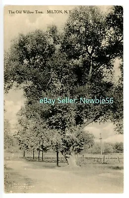 Milton NY - OLD WILLOW TREE - Postcard Ulster County Btw Marlboro/Highland RPO • $10