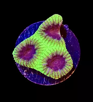 Moon Beam Favia Coral Frag - XL 1.5”  WYSIWYG -CHECK OUT OUR EBAY STORE • $24.99