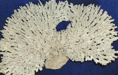 Natural TableTop White Coral 15   AMAZING DISPLAY PIECE! BEST PRICE OUT THERE • $225