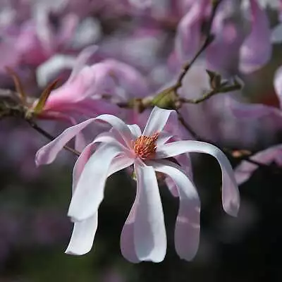 Magnolia ? Loebneri Hybrid Leonard Messel Spring Flowering Ornamental Tree 3L • £40.98