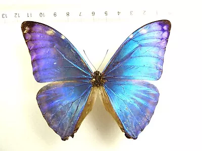 Entomology Butterfly: Morpho Marcus Marcus Male Guyana • $7