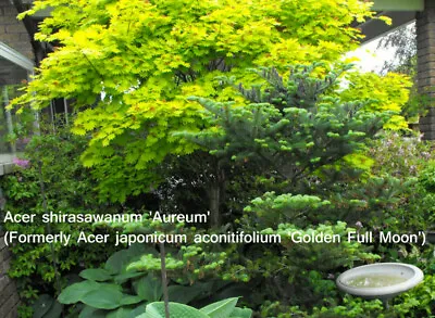 Golden Full Moon Japanese Maple Acer Shirasawnum 'Aureum'  15 Seeds • $5.50