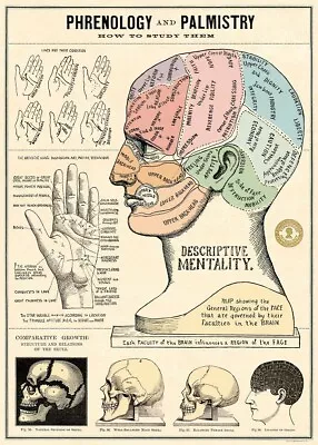 Cavallini & Co. Phrenology & Palmistry Decorative Paper Sheet / Poster • $10.95