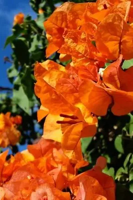 Well Rooted **BENGAL ORANGE** Live VARIEGATED Bougainvillea Starter/plug Plant* • $22.99
