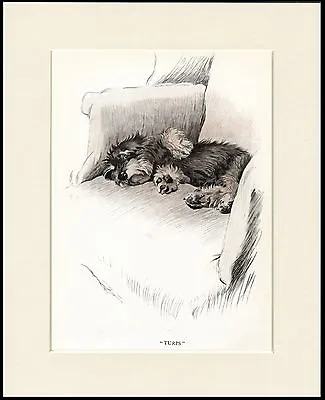 £6.99 • Buy Dandie Dinmont Terrier Sleeping Puppy Charming Dog Print Mounted Ready To Frame