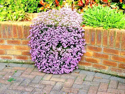 501+PINK ROCK SOAPWORT Seeds Perennial Groundcover Trailing Container Baskets • $3.25