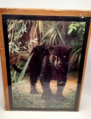 Charles Frace Art Print Black Jaguar Jungle Scene Mystic Realm • $16.50