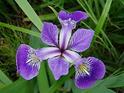 Purple Water Iris Versicolor Pond Plant Marginal Plant Bog British Grown • £4.99