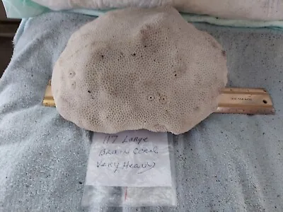 Vintage Large Heavy Brain Coral #117 • $89.99