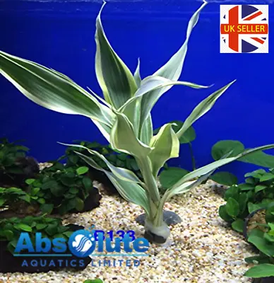 £5.56 • Buy Live Plants Dracaena Sanderiana Aquarium Plants Aquatic Tropical Fish Tank