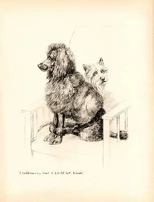 1933 Vintage Dog Print Original Pen & Pencil Sketch By K.F. Barker • £8.75