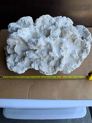 X-Large Natural Brain White CoralMASSIVE Over 25Lb  • $530