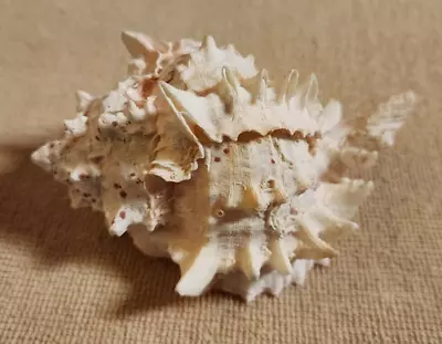 Murex Ramosus Spiked Conch Seashell Sea Snail SHELL With Pink Hues 76 Mm 114  • $9.95