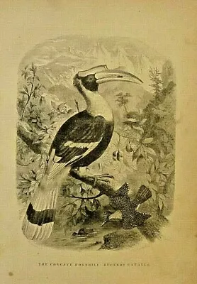 Birds The Concave Hornbill Buceros Cavatus Vintage 1868 Antique Art Print • £15.64