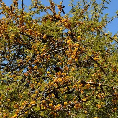 10 Seeds Acacia Caven Vacchelia Caven Mimosa Of Chili • £10.76