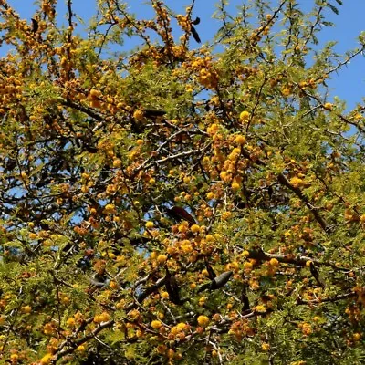 5 Seeds Acacia Caven Vacchelia Caven Mimosa Of Chili • £7.54