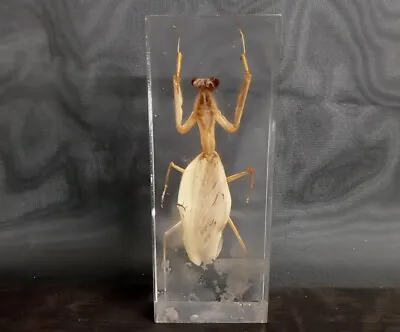 Real Praying Mantis Acrylic Paper Weight Vintage Oddities Scientific • $14.80