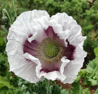 Poppy ELKA WHITE Breadseed Giant Closed Seed Pods Edible Seeds Organic 500 Seeds • $4.48