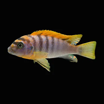 Hongi Cichlid | Labidochromis Sp. Hongi | Kimpuma | Lake Malawi Cichlid • £15.18