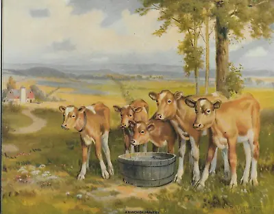 R. Atkinson Fox Cows Brown Calves Farm Barrel Sample 10 X8  Print Vintage • $89.99