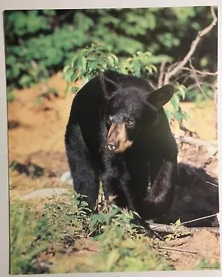 Bear Poster Black Print Walking Wildlife Lithograph Vintage Wall Art New 1986 • $11.99