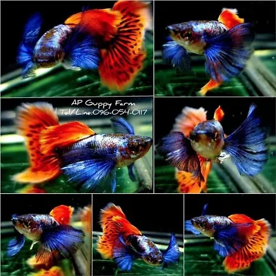 1 TRIO - Live Aquarium Guppy Fish High Quality - Platium Dumbo Moisac • $36.95