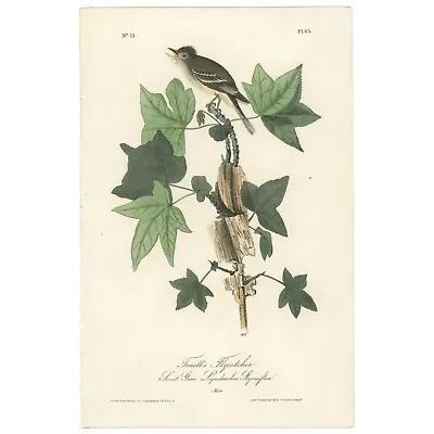 Audubon Birds Octavo 1st Ed 1840 H/c Lithograph Pl 65 Traill's Flycatcher • $73