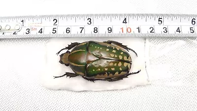 Mecynorrhina Polyphemus Confluens Female 50mm Congo Beetle V#3 • $12.80