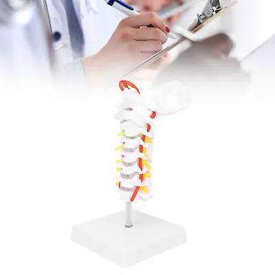 Cervical Vertebra Model Arteria Spine Spinal Nerves Anatomical Model For Sci BOO • $20.65