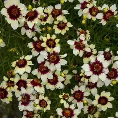 Red Hot Vanilla Coreopsis - #1 Container • $19.99