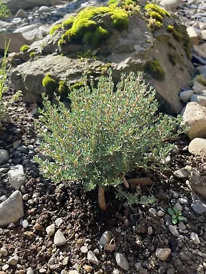 £1.85 • Buy Thyme Seeds - Qty 450 - Premium Quality Herb Seeds