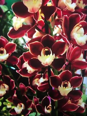 $40 • Buy Cymbidium Orchid - Red Pepper 'Janice' - Flowering Size Plant