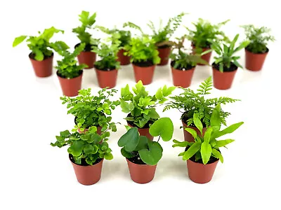 Mini Fern Plants (6 Plants) (2  Pots) Terrariums Fairy Gardens (Assorted Plants) • $29.99