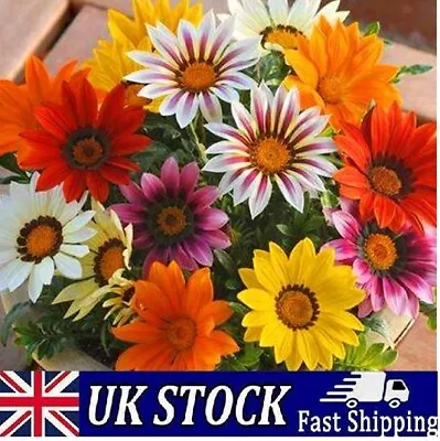 Giant African Daisy Seeds Osteospermum Mix Colors Hybrid Perennial Flower Seeds • £3.40