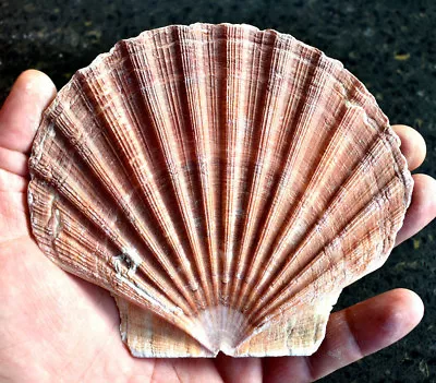 1 Large Irish Flat Scallop Shell Seashell 4 + Crafts Beach Cottage Nautical Art • $6.49