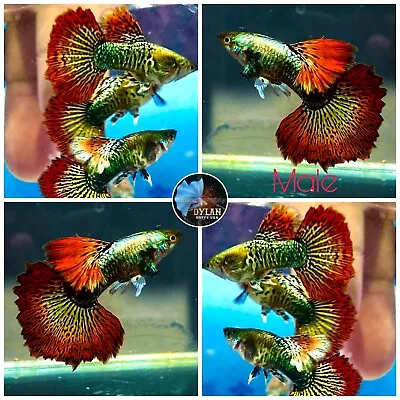$19.95 • Buy 1 Male - Red Dragon Indo - High Quality Live Guppy Fish Great A+++++