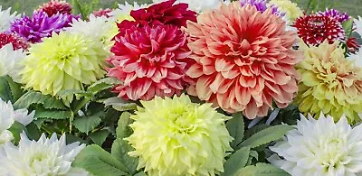 20 Dahlia MIx Seeds / 2'-6' TALL AND LARGE FLOWERS OF ALL Colors • $6.99