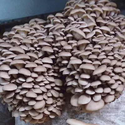 Princess Of Pearl Oyster Grain Spawn 1kg Mushroom Fully Colonised - Rootlab • $40