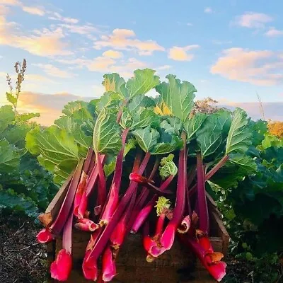 £7.99 • Buy 2 X Rhubarb 'Prince Albert' - Ready To Plant - Rhubarb Plant Perfect For The UK