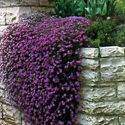 Rock Cress- Aubrieta- Cascade Purple- 50 Seeds- BOGO 50% Off SALE • $3.79