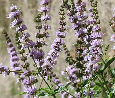 SPEARMINT Mentha Spicata - 1000 Bulk Seeds • £15.26