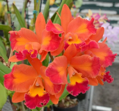 $65 • Buy Cattleya Fuchs Orange Nugget X Aussie Sunset
