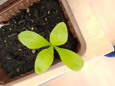 Pot Marigold Seedling Plants • £6.99