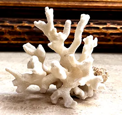 GENUINE - Dead Coral Colony SPS Encrusting Hard Coral Art Maritime Beach Decor • $98